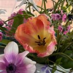 Tulipanes, anémonas, ranunculos flores de primavera