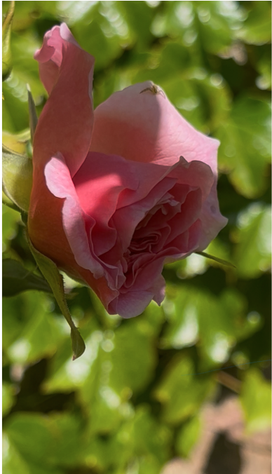 David Austin Roses