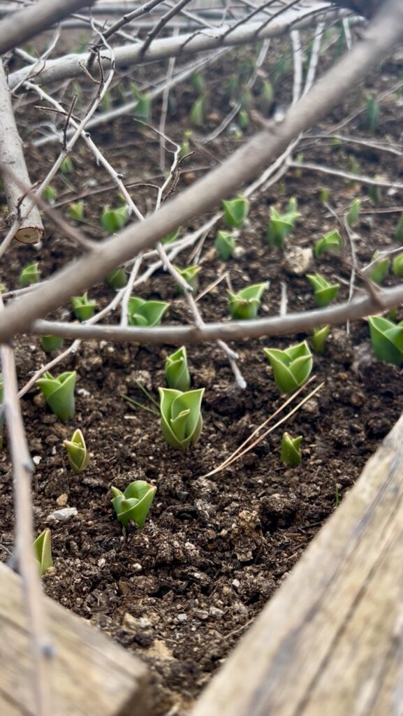 Tulipes despuntant